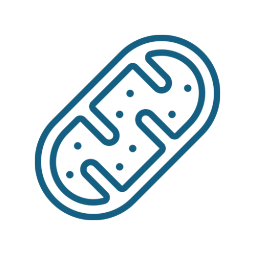 3_mitochondrie